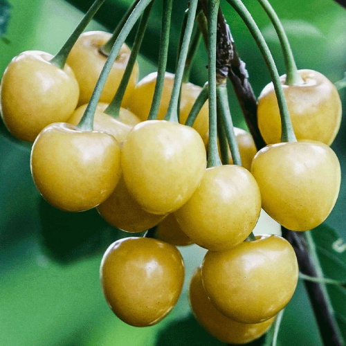 domaca-bijela-tresnja