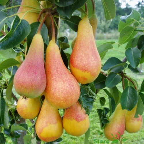 kruska-junska-ljepotica-2