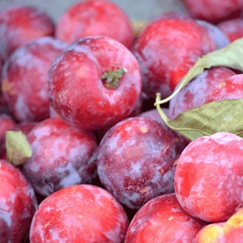 sljiva-crvena-ranka-2