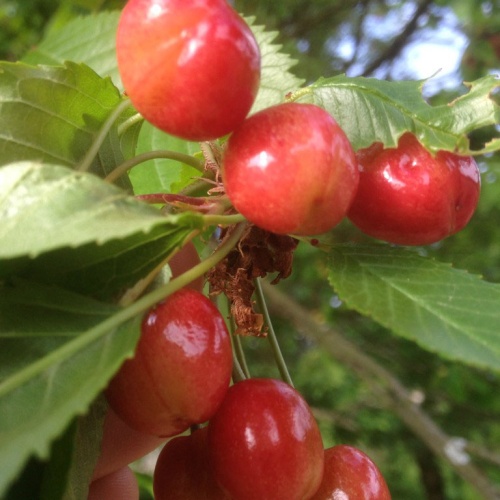 tresnja-sareni-kalem-djurdjevka-1