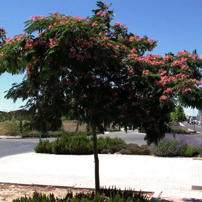 albicija-kineska-mimoza