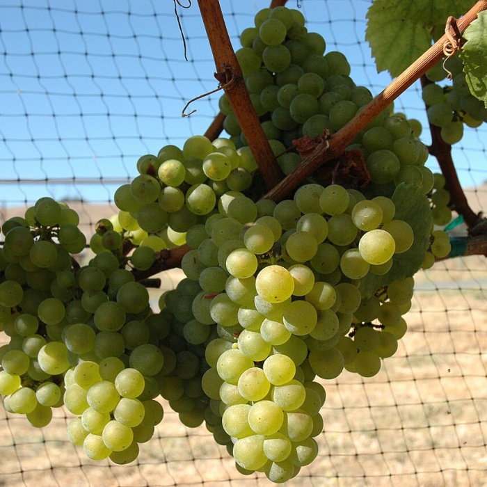 grozdje-lozni-kalem-chardonnay