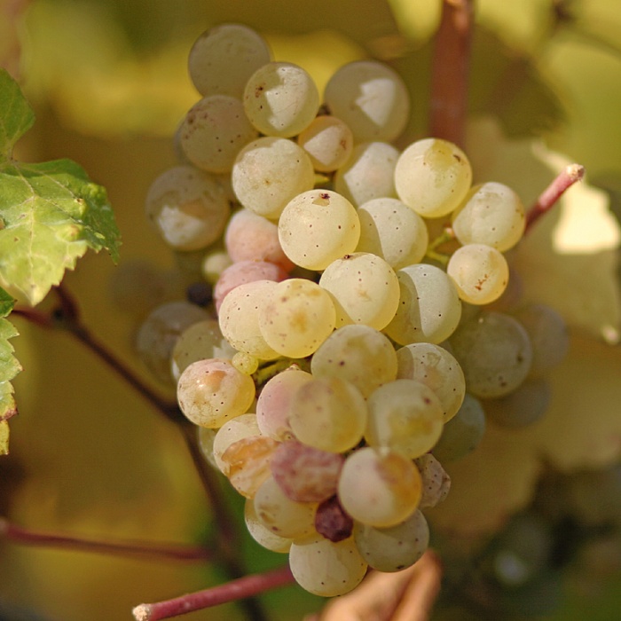 grozdje-lozni-kalem-rajnski-rizling