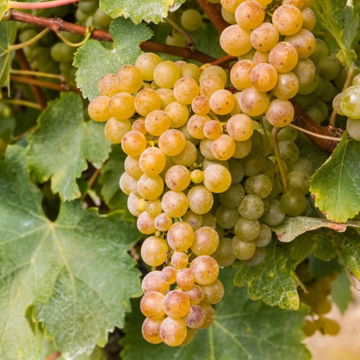 grozdje-lozni-kalem-sauvignon-blanc