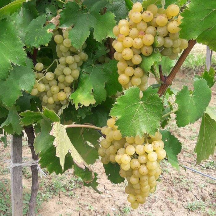 grozdje-lozni-kalem-tamjanika-bijela