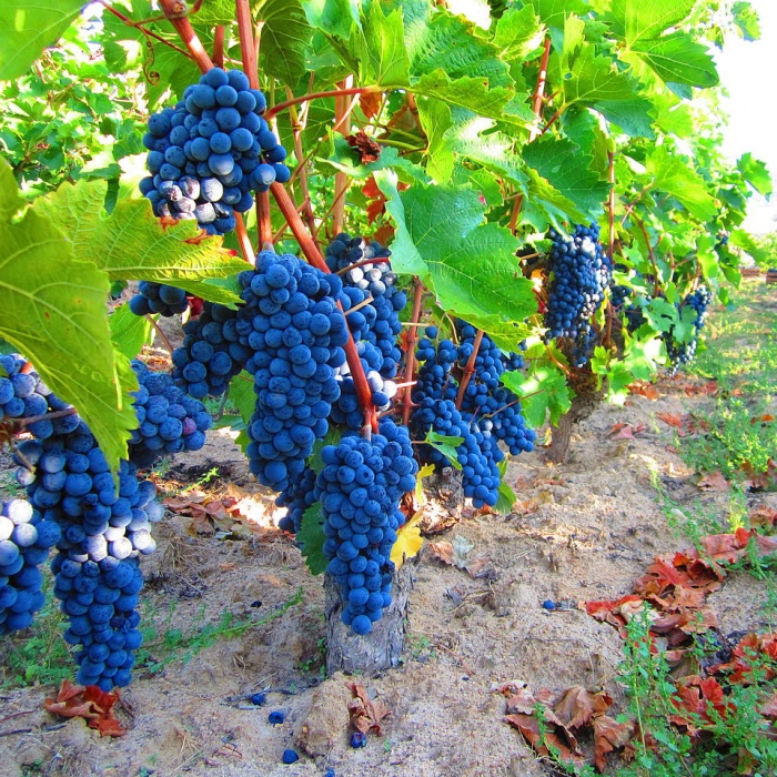 grozdje-lozni-kalem-vranac