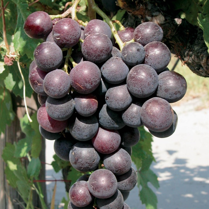 grozdje-stone-sorte-cardinal