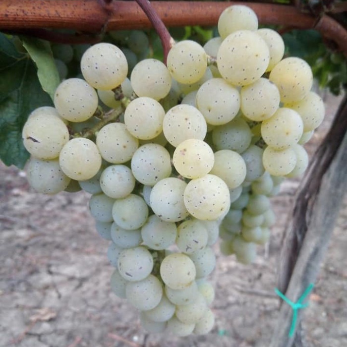 grozdje-stone-sorte-morava
