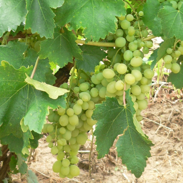 grozdje-stone-sorte-viktorija