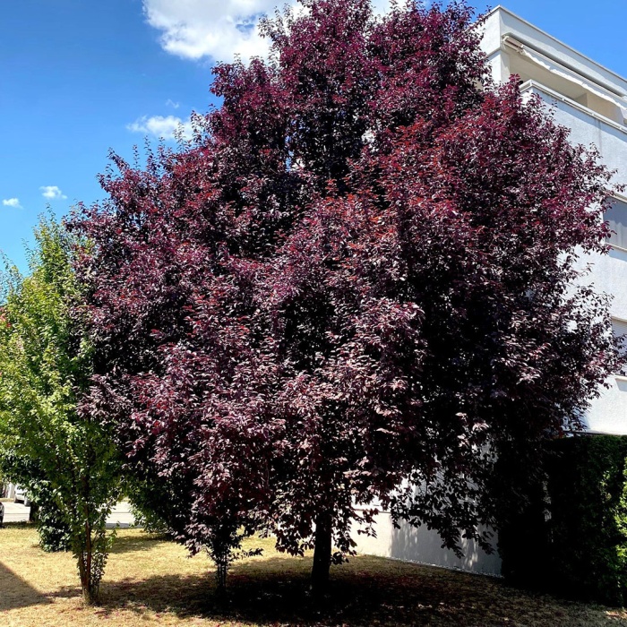 japanska-crvenolisna-sljiva