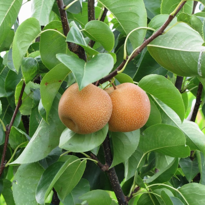 japanska-kruska-nashi-2