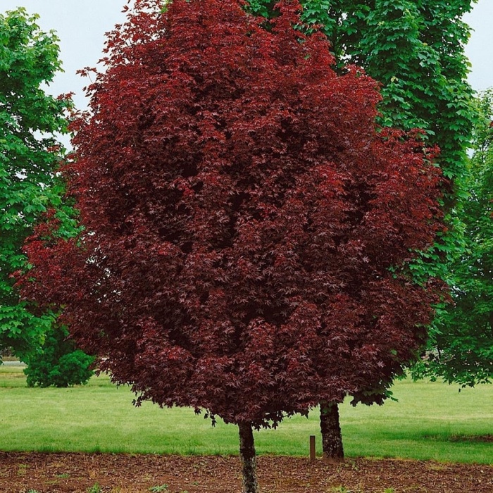 javor-ljubicasti-crimson-sentry