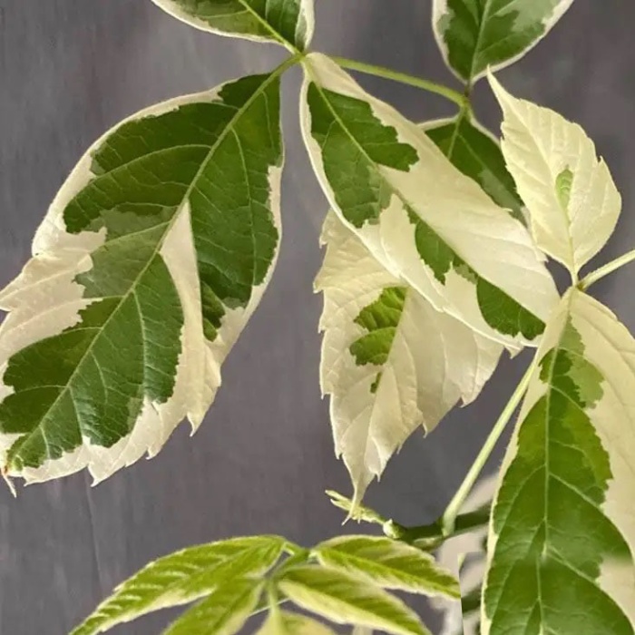 javor-sarenolisni-acer-negundo-variegatum-2