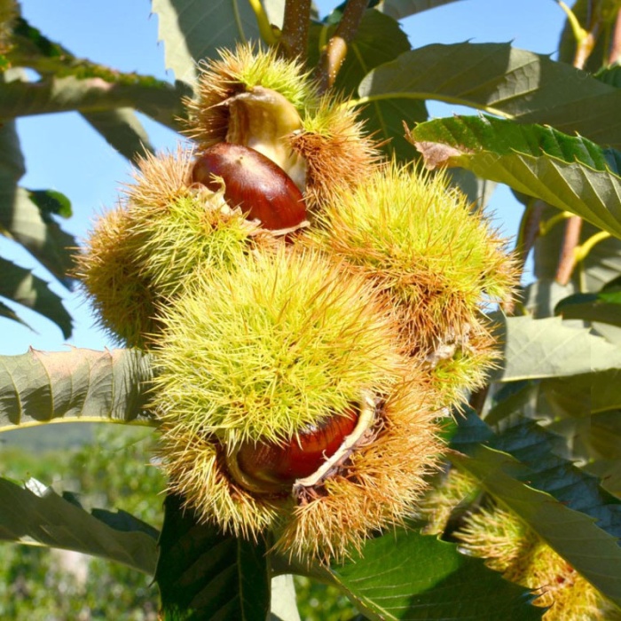 kesten-de-betizac-2_651586828