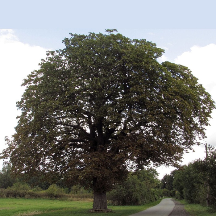 kesten-divlji-parkovski