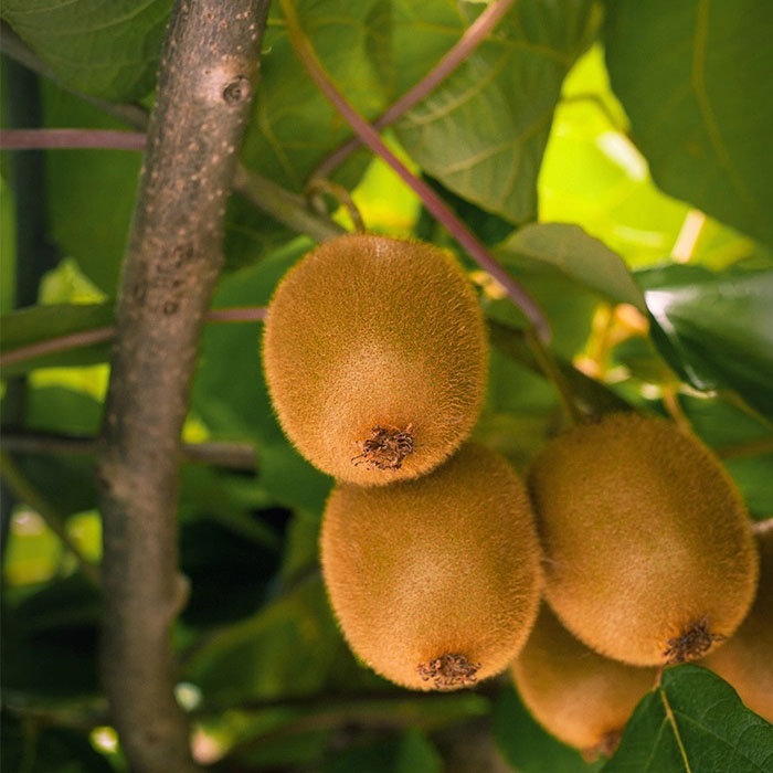 kiwi-hayward-matua-3