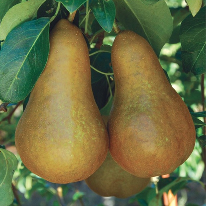 kruska-boskova-bocica-2