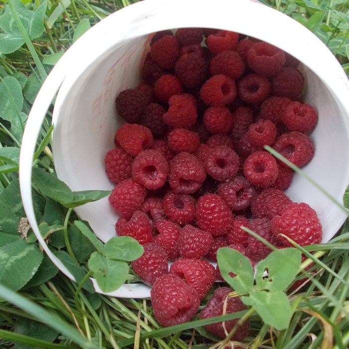 malina-vilamet-1_1519981868