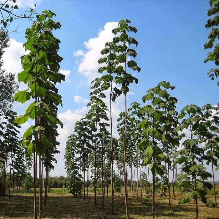 paulovnija_889885844