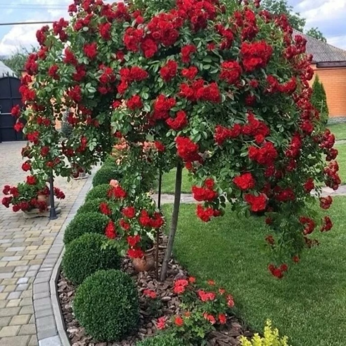 ruza-stablasica-skarlet_253800318