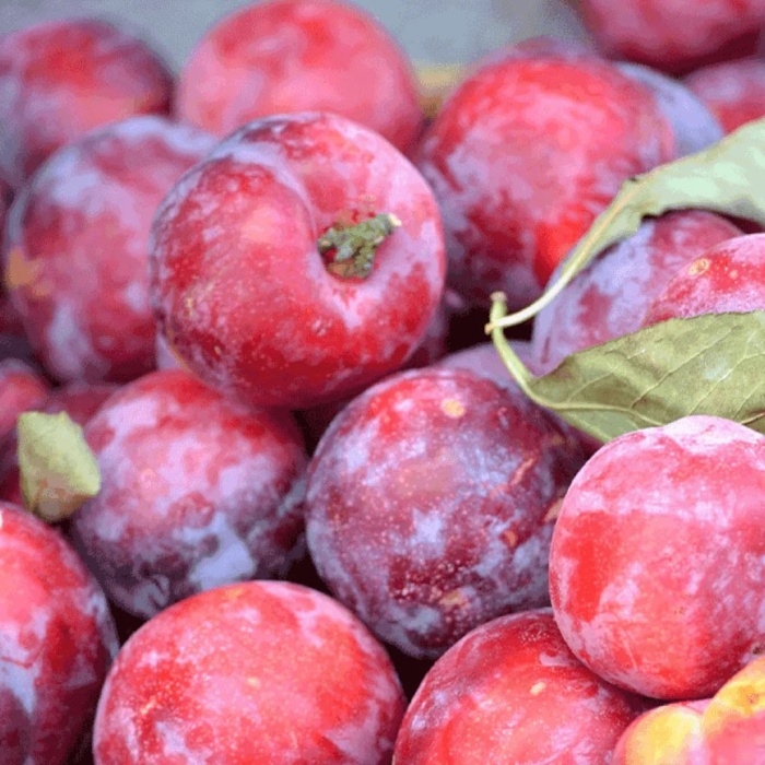 sljiva-crvena-ranka-2