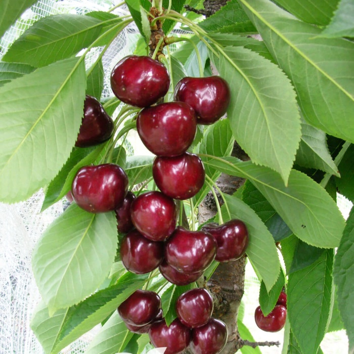 tresnja-carmen-1
