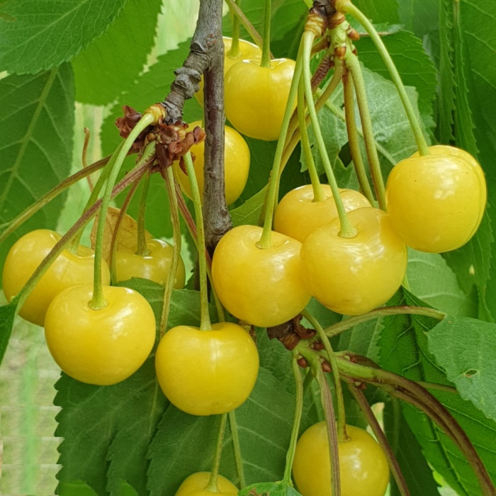 tresnja-droganova-zuta