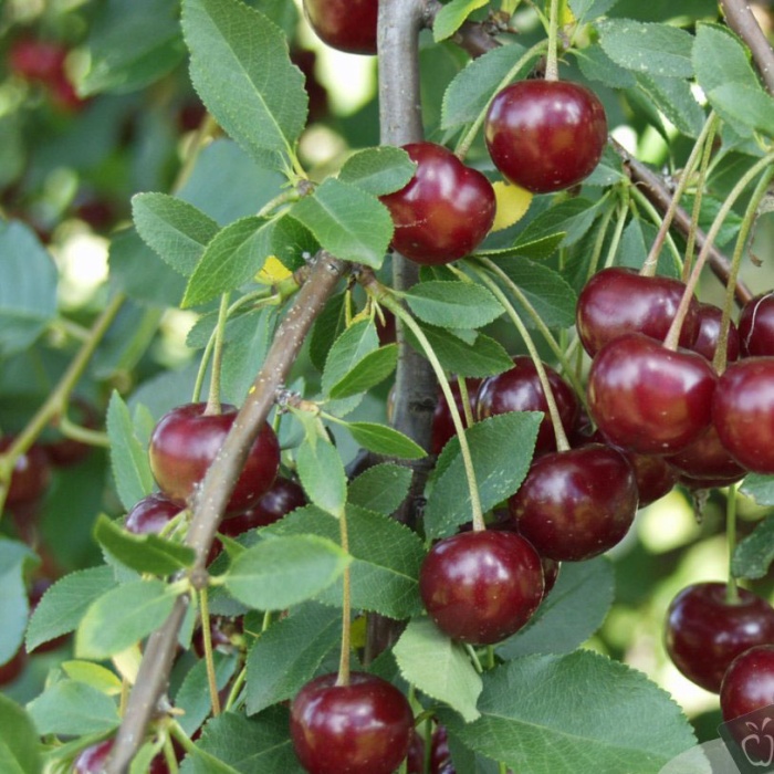 visnja-firteska-firtes-2